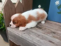 Stephanie, a female Cavalier King Charles Spaniel for sale in Ava, IL – Photo 2 of 3