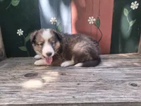 Shana, a female Shetland Sheepdog for sale in Ava, IL – 2 of 3