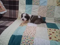 Celeste, a female Saint Bernard for sale in Ava, IL – Photo 1 of 3