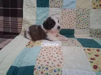 Celeste, a female Saint Bernard for sale in Ava, IL – Photo 2 of 3