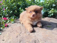 Foxy, a male Pomeranian for sale in Ava, IL – Photo 1 of 3
