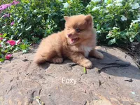 Foxy, a male Pomeranian for sale in Ava, IL – Photo 3 of 3