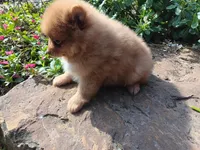 Foxy, a male Pomeranian for sale in Ava, IL – Photo 2 of 3