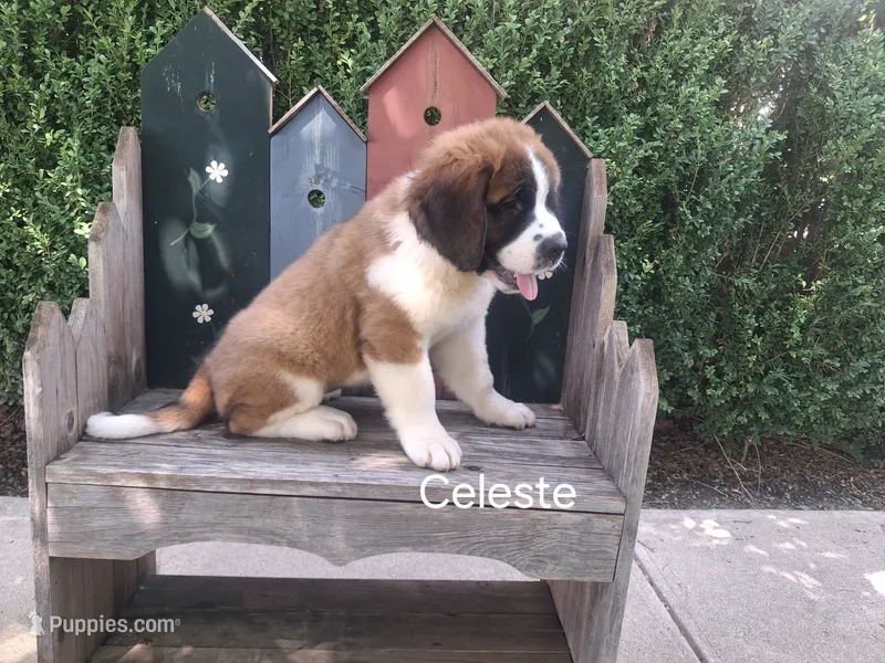 Celeste – Saint Bernard puppy for sale in Ava, IL