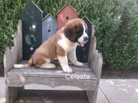 Celeste, a female Saint Bernard for sale in Ava, IL – 1 of 4