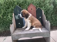 Celeste, a female Saint Bernard for sale in Ava, IL – 4 of 4