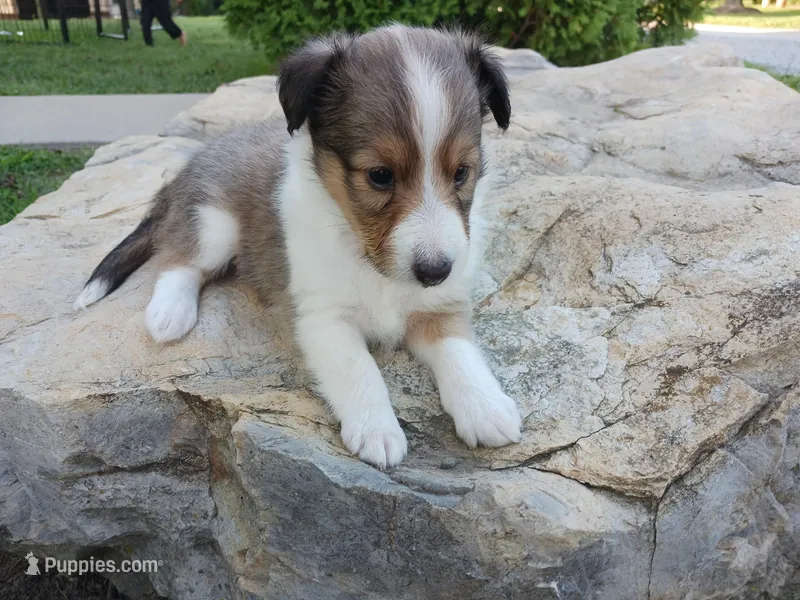 Bonnie, a female Shetland Sheepdog for sale in Ava, IL – Photo 1 of 3