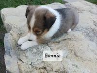 Bonnie, a female Shetland Sheepdog for sale in Ava, IL – Photo 2 of 3
