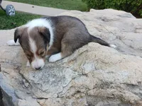 Bonnie, a female Shetland Sheepdog for sale in Ava, IL – Photo 3 of 3