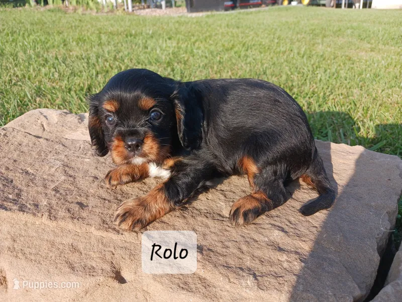 Rolo, a male Cavalier King Charles Spaniel for sale in Ava, IL – Photo 1 of 3
