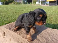 Rolo, a male Cavalier King Charles Spaniel for sale in Ava, IL – Photo 2 of 3