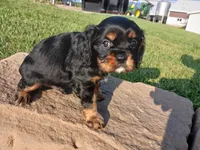 Rolo, a male Cavalier King Charles Spaniel for sale in Ava, IL – Photo 3 of 3