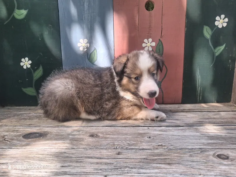 Shana – Shetland Sheepdog puppy for sale in Ava, IL