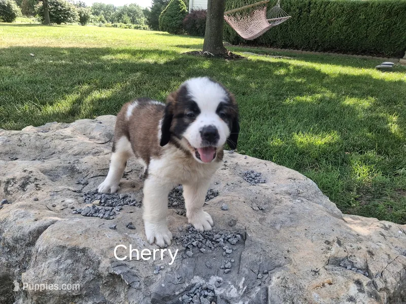 Cherry – Saint Bernard puppy for sale in Ava, IL
