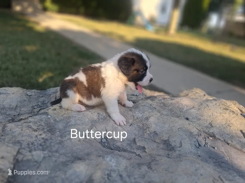 Buttercup – Saint Bernard puppy for sale in Ava, IL