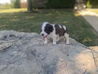 Buttercup, a female Saint Bernard for sale in Ava, IL – 3 of 4