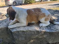Bonnie, a female Saint Bernard for sale in Ava, IL – 2 of 6