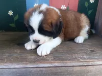 Carl, a male Saint Bernard for sale in Ava, IL – Photo 2 of 3