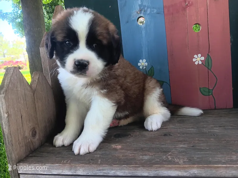 Carl, a male Saint Bernard for sale in Ava, IL – Photo 1 of 3