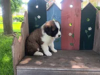 Carl, a male Saint Bernard for sale in Ava, IL – Photo 3 of 3