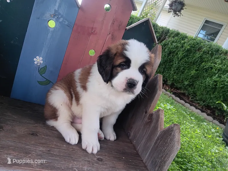 Calvin, a male Saint Bernard for sale in Ava, IL – Photo 1 of 1