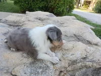 Ben, a male Shetland Sheepdog for sale in Ava, IL – Photo 3 of 3