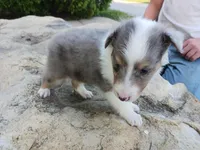Ben, a male Shetland Sheepdog for sale in Ava, IL – Photo 2 of 3