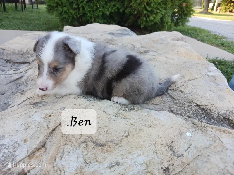 Ben, a male Shetland Sheepdog for sale in Ava, IL – Photo 1 of 3