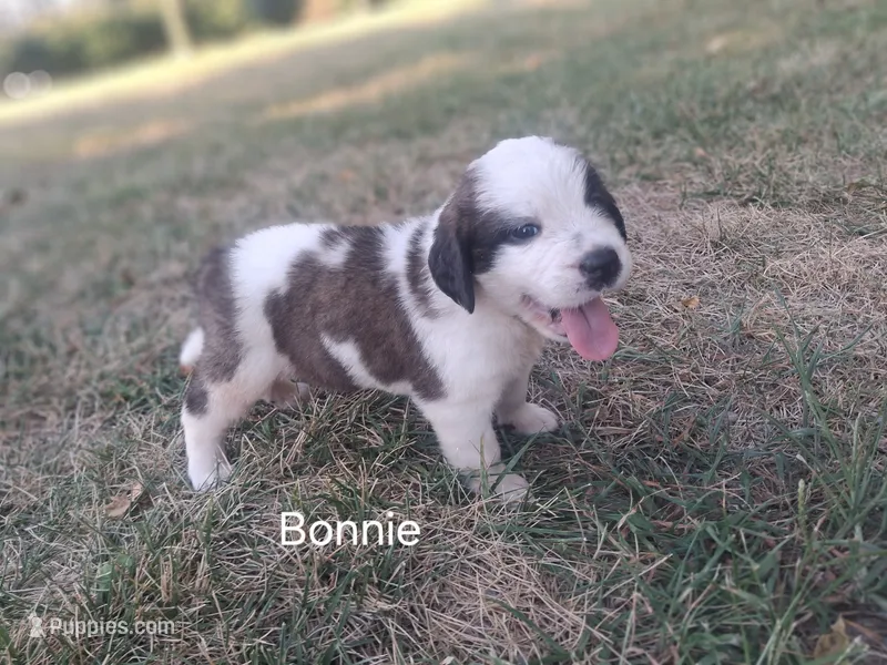 Bonnie – Saint Bernard puppy for sale in Ava, IL
