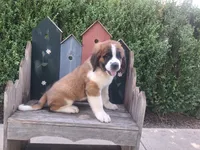Celeste, a female Saint Bernard for sale in Ava, IL – 3 of 4