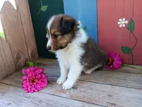 Sophie, a female Shetland Sheepdog for sale in Ava, IL – Photo 1 of 3