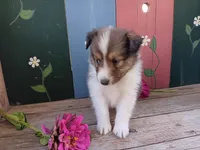Sophie, a female Shetland Sheepdog for sale in Ava, IL – Photo 2 of 3