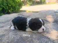 Daisy, a female Cavalier King Charles Spaniel for sale in Ava, IL – Photo 5 of 6