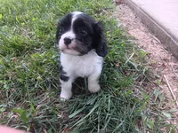 Daisy, a female Cavalier King Charles Spaniel for sale in Ava, IL – Photo 4 of 6