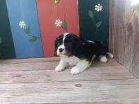 Daisy, a female Cavalier King Charles Spaniel for sale in Ava, IL – Photo 6 of 6