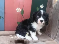 Daisy, a female Cavalier King Charles Spaniel for sale in Ava, IL – Photo 1 of 6