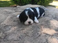 Daisy, a female Cavalier King Charles Spaniel for sale in Ava, IL – Photo 2 of 6