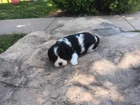 Daisy, a female Cavalier King Charles Spaniel for sale in Ava, IL – Photo 3 of 6