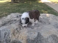 Buster, a male Saint Bernard for sale in Ava, IL – 4 of 4