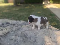 Buttercup, a female Saint Bernard for sale in Ava, IL – 2 of 4