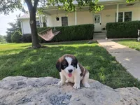 Candy, a female Saint Bernard for sale in Ava, IL – 2 of 5
