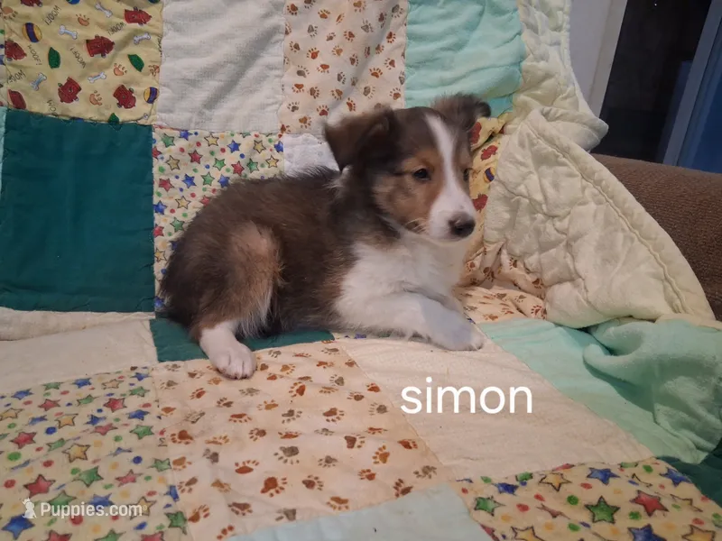 Simon