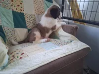 Bunny, a female Saint Bernard for sale in Ava, IL – Photo 4 of 7