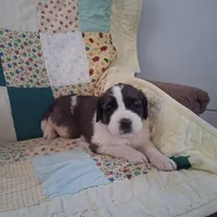 Bunny, a female Saint Bernard for sale in Ava, IL – Photo 2 of 7