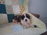 Bunny, a female Saint Bernard for sale in Ava, IL – Photo 2 of 3