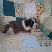 Bunny, a female Saint Bernard for sale in Ava, IL – Photo 3 of 7