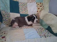 Bunny, a female Saint Bernard for sale in Ava, IL – Photo 3 of 3