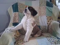 Bunny, a female Saint Bernard for sale in Ava, IL – Photo 5 of 7