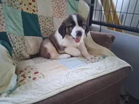 Bunny, a female Saint Bernard for sale in Ava, IL – Photo 7 of 7