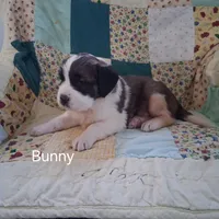 Bunny, a female Saint Bernard for sale in Ava, IL – Photo 1 of 7